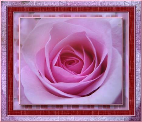 rahmenbild rosarote rose